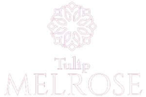 Tulip Melrose